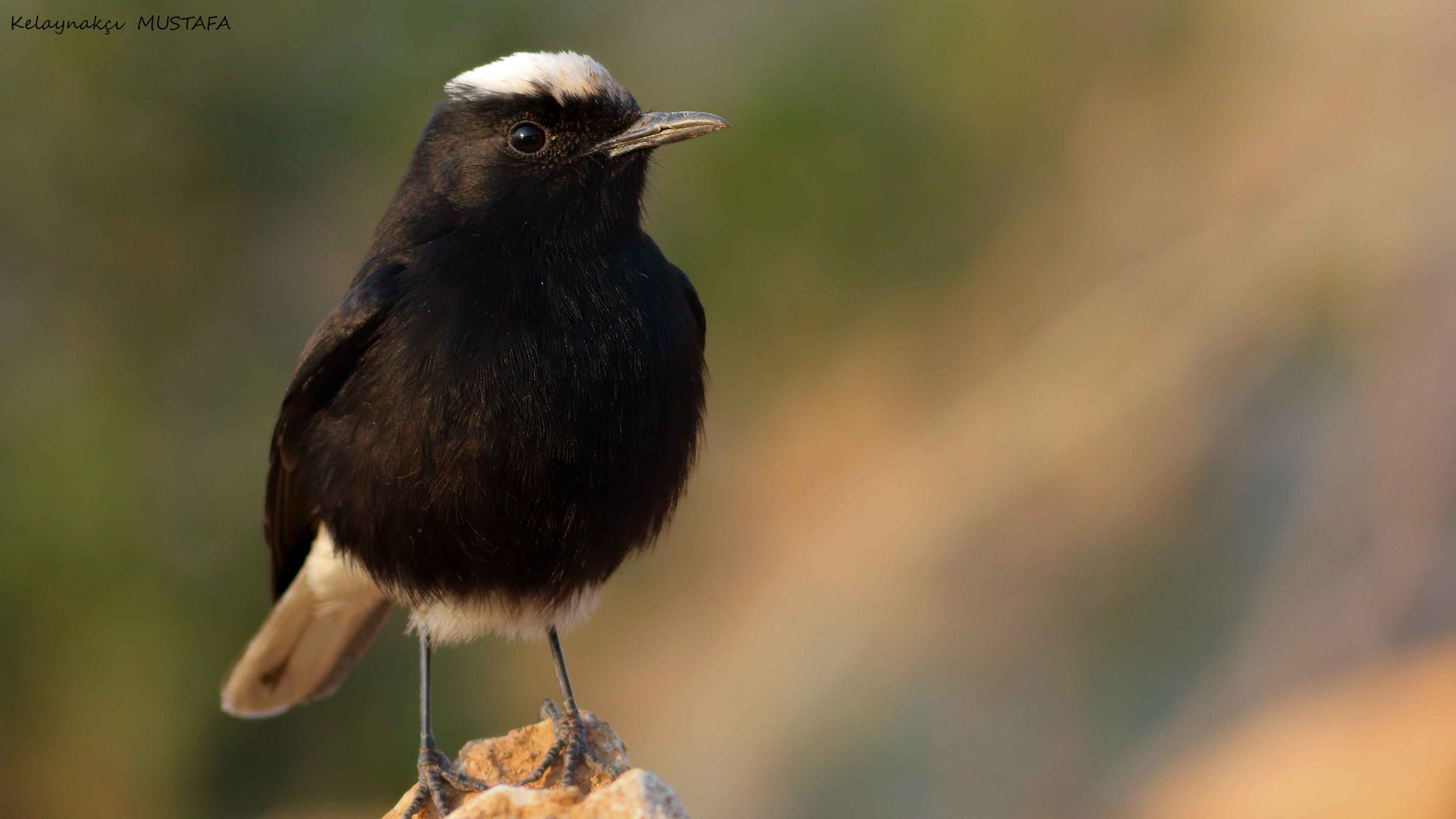 White-crowned Wheatear
